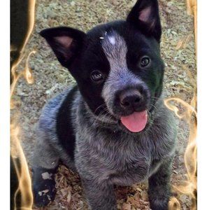 Meet your Posher, Chelsea